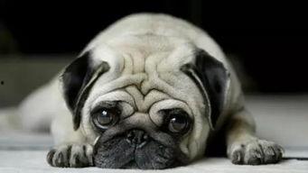 巴哥最新爆料事件视频