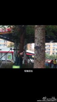 长春南关最新爆料,揭秘神秘事件背后的真相