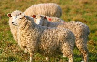 羊了个羊娱乐最新爆料,揭秘游戏背后的秘密与惊喜  第2张