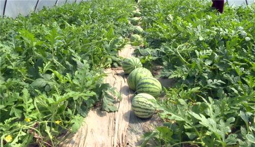 汾阳吃瓜最新事件爆料,揭秘背后惊人真相  第3张